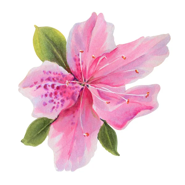 Flores Aisladas Sobre Fondo Blanco Rhododendrons Ilustración Hecha Mano Dibujo —  Fotos de Stock