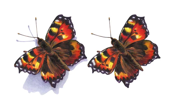 Schmetterling Isoliert Auf Weißem Hintergrund Zeichnung Mit Alkoholmarker — Stockfoto