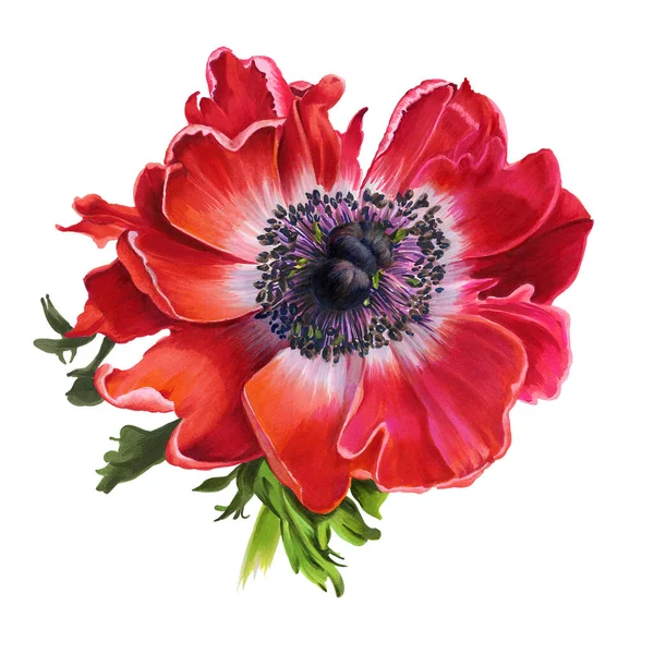 Red Anemone Flowers Isolated White Background Hand Drawn Illustration Drawing — Stock Photo, Image