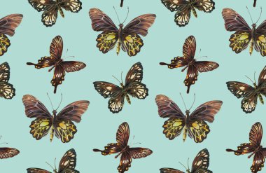 Kelebeklerle kusursuz desen. Alkol kalemleriyle çizim.