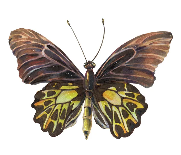 Schmetterling Isoliert Auf Weißem Hintergrund Zeichnung Mit Alkoholmarker — Stockfoto