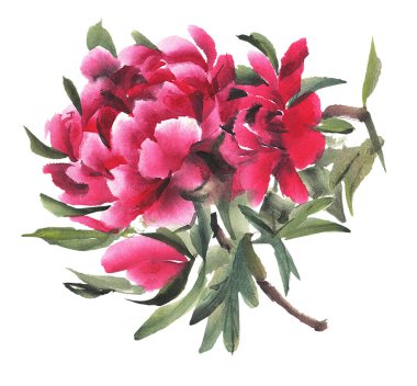 Beyaz arka planda izole edilmiş suluboya çiçekler. Şakayıklar. El çizimi illüstrasyon. 