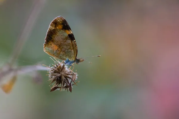 Papillon sur une tête de fleur — Photo