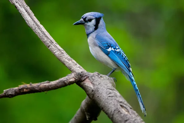 Blauer Eichelhäher auf einem natürlichen Barsch — Stockfoto