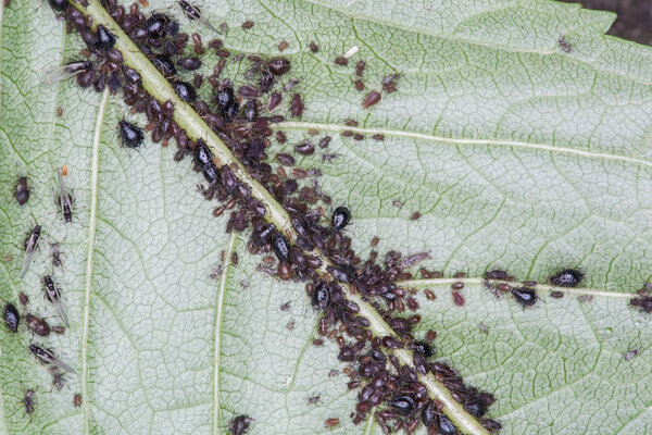 Aphids on Black Cherry Leaf