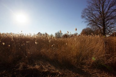 Güz Ojibway Tallgrass Prairie