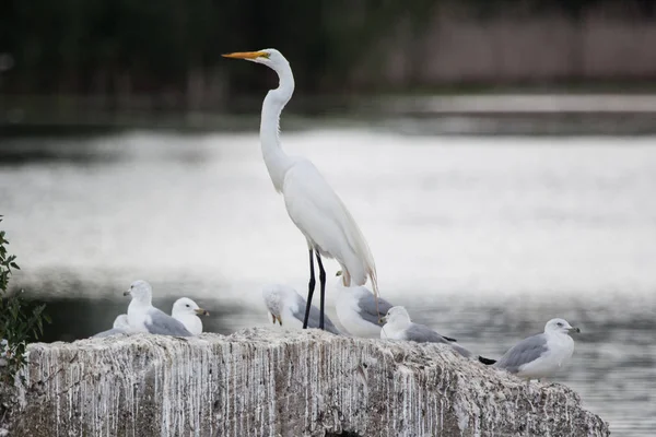 Vögel: Silberreiher mit Möwen — Stockfoto