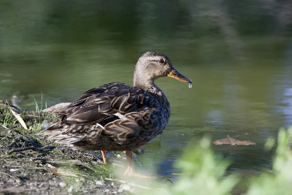 Mallard Drinking Water From Pond at Malden Park, Windsor Ontario