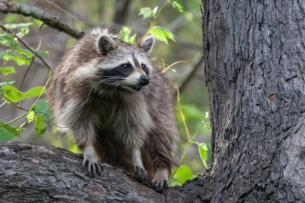 Raton laveur dans un arbre - Réserve naturelle ojibway - Windsor, Ontario - 2017-05-17 Photo De Stock