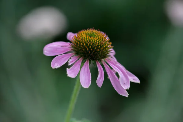 Coneflower roxo solitário em um jardim verde — Fotografia de Stock