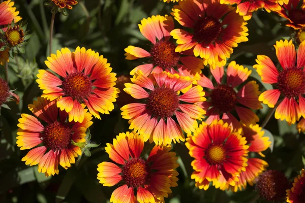 Couverture Fleurs Gaillarda Arizona Soleil Images De Stock Libres De Droits