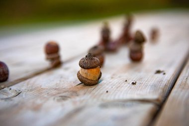 Bir meşe ağacının meşe palamudu piknik masasına yayılmış.