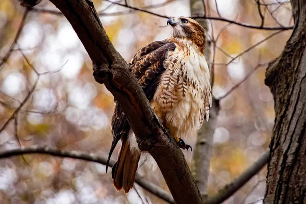 Ενήλικες κόκκινο ουρά Hawk σκαρφαλωμένο ψηλά μετά την κατανάλωση σκίουρος Royalty Free Εικόνες Αρχείου