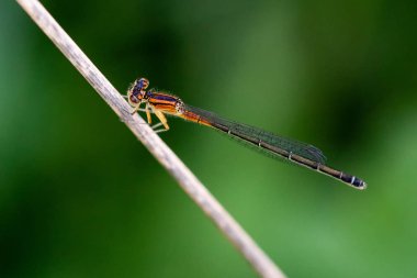 Turuncu ve Siyah Doğu Forktail Damselfly Dinleniyor