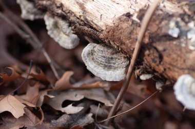 Orman bölgesinde devrilen ağaç gövdesinde büyüyen mantar diskleri.