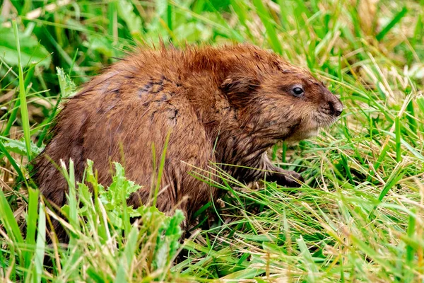 Groundhog ou Marmot, grande roedor norte-americano — Fotografia de Stock