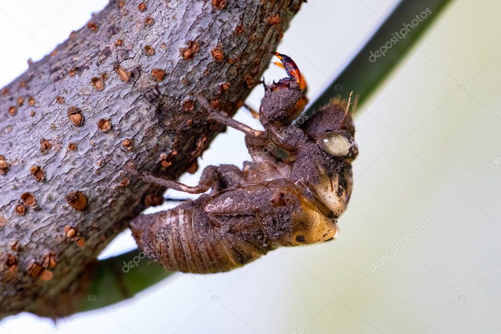 Colorful Cicada Insect Shell or Carcass on a Tree Trunk