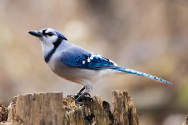 Colourful and Majestic Blue and White Bluejay Perched on a Tree Stump