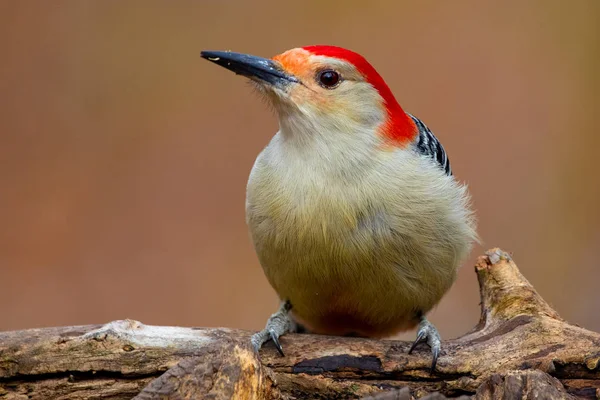 Red Bellied Woodpecker Melanerpes carolinus Profile on Fallen Tree Trunk — Stockfoto