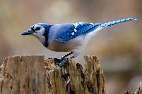 Colourful and Majestic Blue and White Bluejay Perched on a Tree Stump — Stockfoto