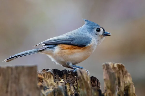 Colourful Tiny Blue, Rust and White Tufted Titmouse Perched on Tree Stump — Stockfoto