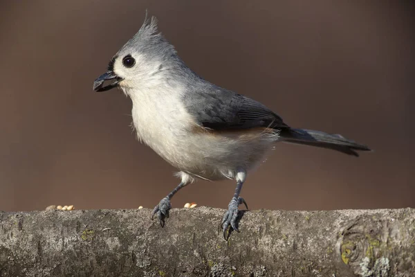 Tufted Titmouse Poseren op een natuurlijke hout bank — Stockfoto