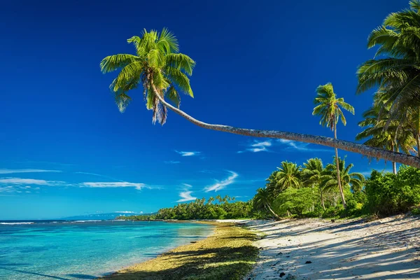 Tropical beach with palm trees — Stock Photo, Image