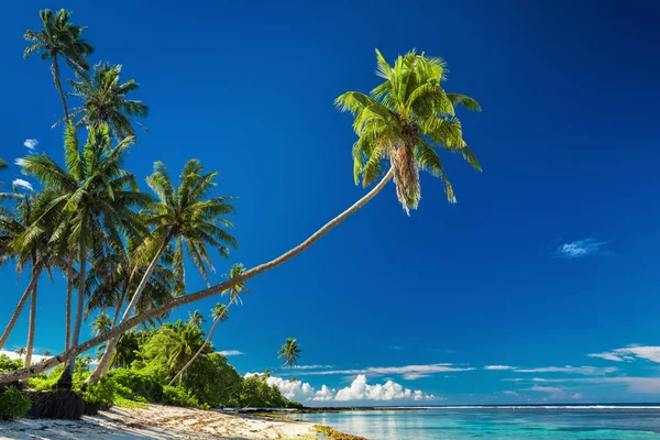 Tropical beach with palm trees — Stock Photo, Image