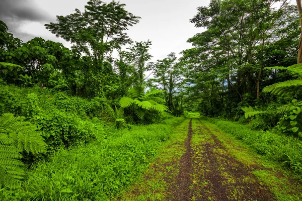 Road deep in the tropical dense forest — Stock Photo, Image