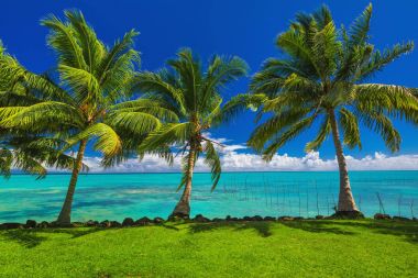  grass and palm trees clipart