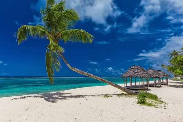 Παραλία με μια ενιαία παλάμη δέντρο — Φωτογραφία Αρχείου