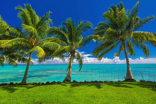 Çimen ve Palmiye ağaçları — Stok fotoğraf