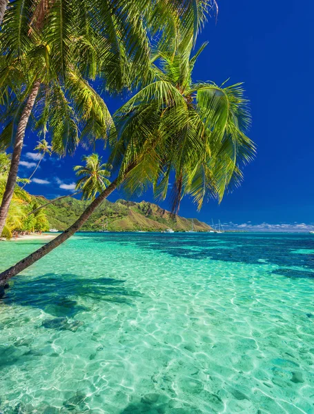 Plaża z palmami — Zdjęcie stockowe