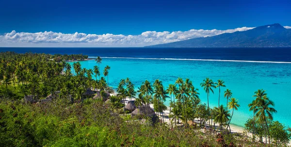 Palme sulla spiaggia tropicale — Foto Stock