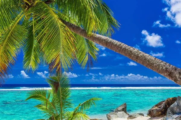 TRATTATI DI PALM SULLA SPIAGGIA — Foto Stock