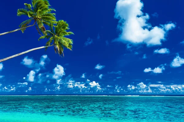 Palmiers sur la plage animée — Photo
