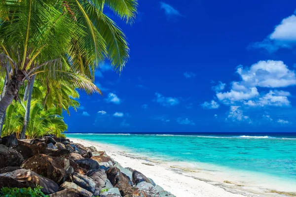 Drzewa palmowe na plaży — Zdjęcie stockowe