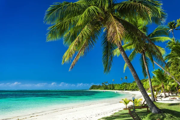 白色沙滩上的棕榈树 — 图库照片