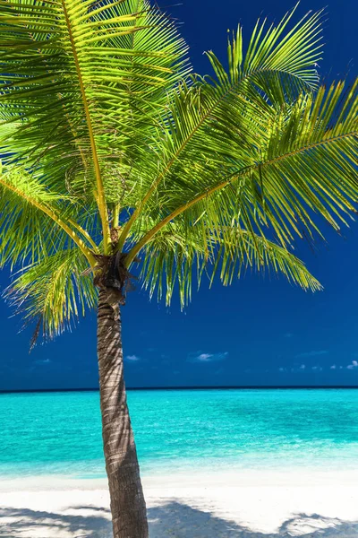 Enda coconut palm tree — Stockfoto