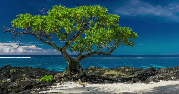 Μονόκλινο δέντρο σε μια παραλία — Αρχείο Βίντεο