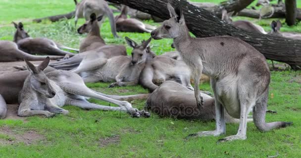 Australian kangaroos  in the park — Stock Video