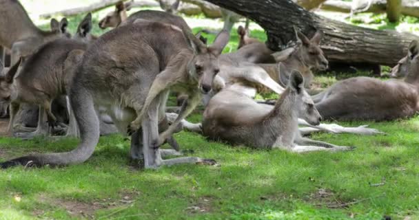 公園でオーストラリアのカンガルー — ストック動画