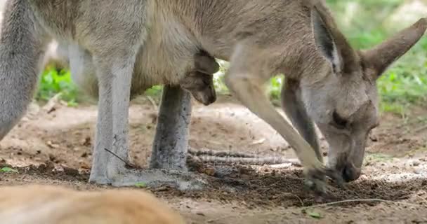 公園でオーストラリアのカンガルー — ストック動画