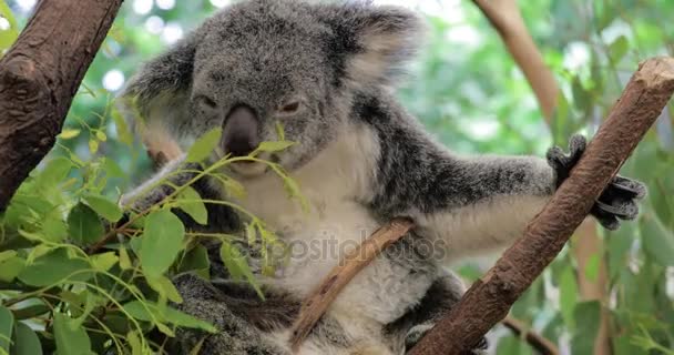 Koala oso comer hojas — Vídeo de stock