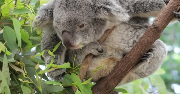 Miś koala jedzenie pozostawia — Wideo stockowe