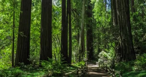 Muir Woods Nationaldenkmal — Stockvideo