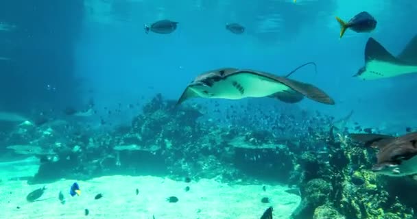 Stingway swimming Shark Bay — Stock Video