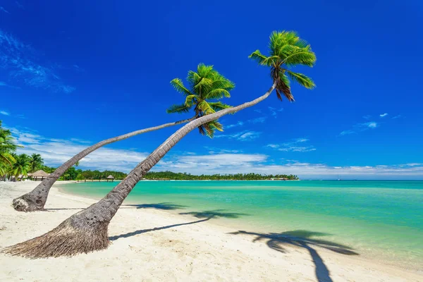 Plage sur une île de plantation — Photo