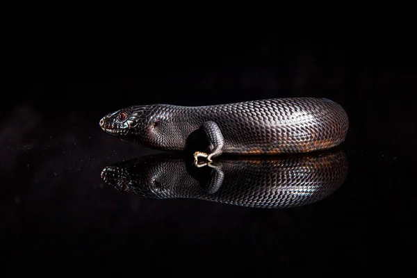 어두운 거울 환경에서 검푸른 색조를 띤 도마뱀 — 스톡 사진