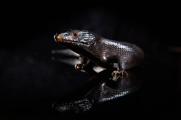 어두운 거울 환경에서 검푸른 색조를 띤 도마뱀 — 스톡 사진